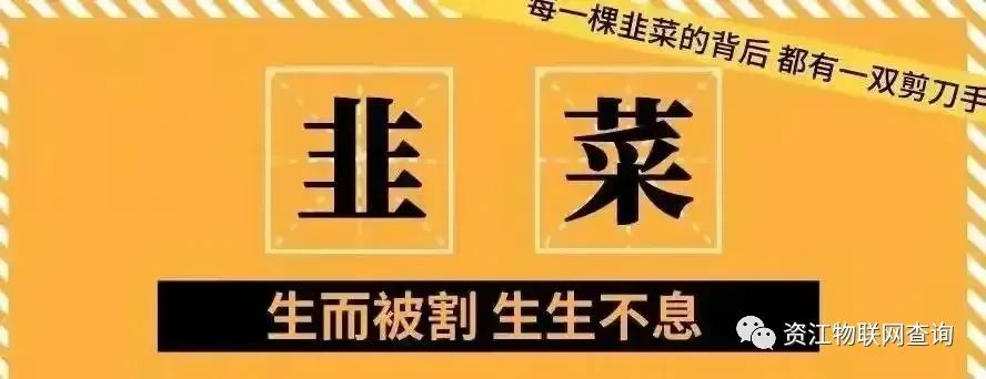 韭菜刚发芽,又要迎来第三波镰刀(图2) 韭菜刚发芽,又要迎来第三波镰刀(图2)